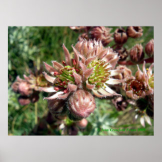 Póster Flores Hen y Chicks (Sempervivum)