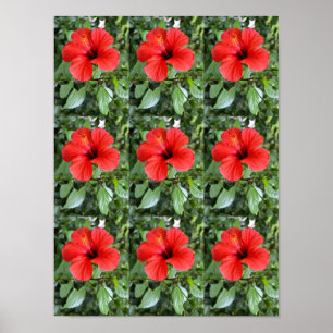 Póster Flores hibiscus