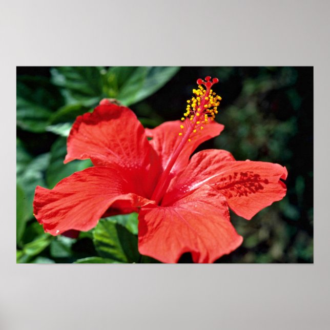 Póster Flores hibiscus (Frente)