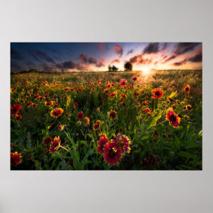 Póster Flores   Indio Blanket Wildflower Texas