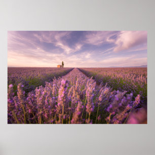 Póster Flores   Lavender Southern France