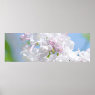 Póster Flores Lilac