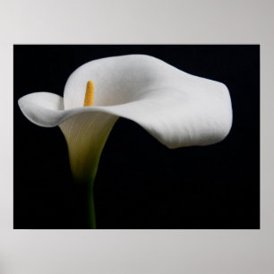 Póster Flores   Lirio de Calla Blanca