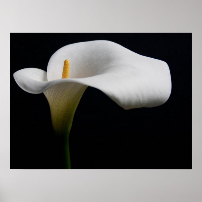 Póster Flores | Lirio de Calla Blanca (Frente)