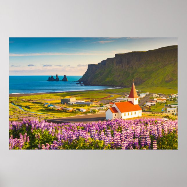Póster Flores | Lupines en flor en el sur de Islandia (Frente)
