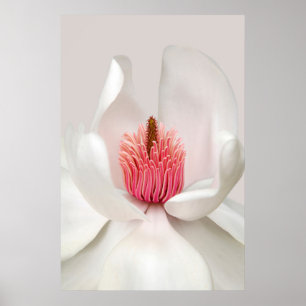 Póster Flores Magnolia blanca