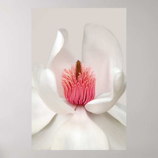 Póster Flores | Magnolia blanca (Frente)