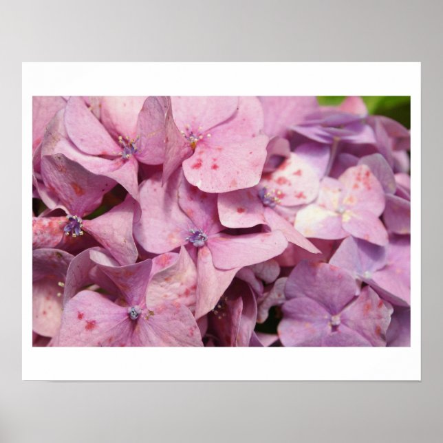 Póster Flores moradas (Frente)