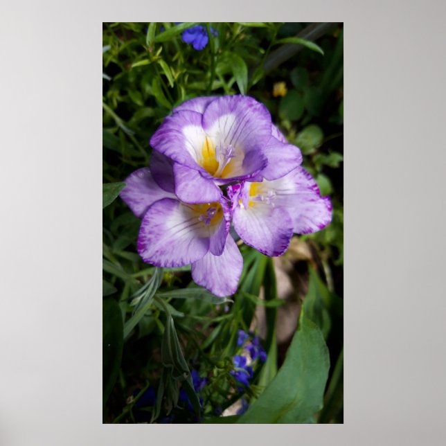 Póster Flores moradas de Freesia (Frente)