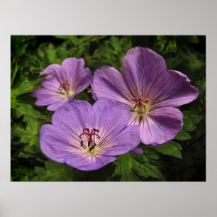 Póster Flores moradas de geranio