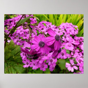 Póster Flores moradas de San Francisco