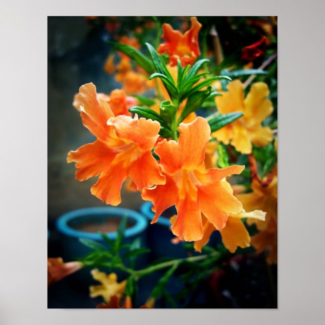 Póster Flores Musk (Frente)