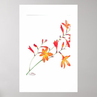 Póster Flores naranjas