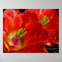 Póster Flores Naranjas rojas de la copa Arizona Claret
