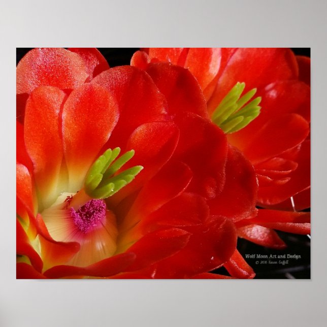 Póster Flores Naranjas rojas de la copa Arizona Claret (Frente)