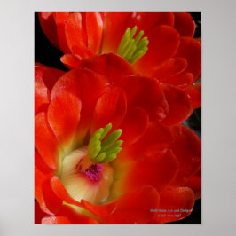Póster Flores Naranjas rojas de la copa Arizona Claret