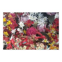 Flores nativas australianas