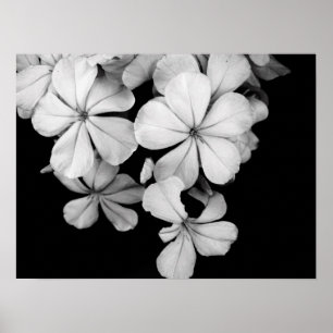 Póster Flores negras y blancas en primer plano