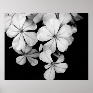 Póster Flores negras y blancas en primer plano