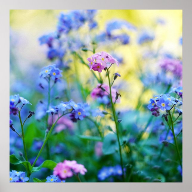 Póster Flores nomeolvides (Frente)