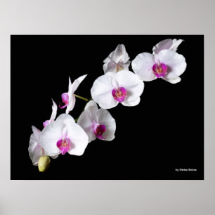 Póster Flores orquídeas, de Sinisa Botas