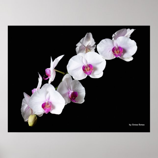 Póster Flores orquídeas, de Sinisa Botas (Frente)