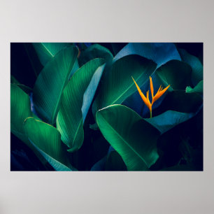 Póster Flores   Pájaro del paraíso