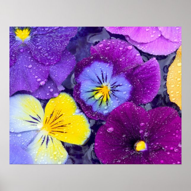 Póster Flores pansy flotando en el baño de aves con rocío (Frente)