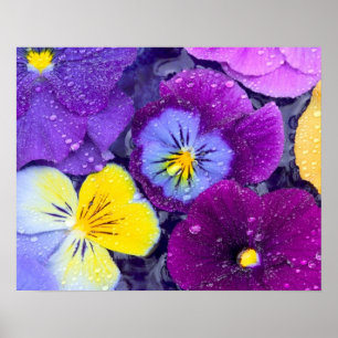 Póster Flores pansy flotando en un baño de pájaro con roc