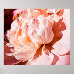 Póster Flores peony como fondo floral de lujo, boda