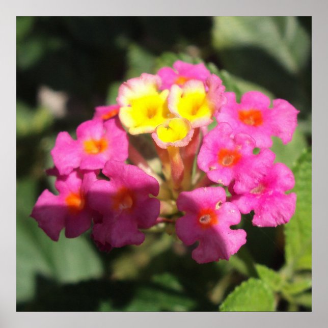 Póster Flores pequeñas (Frente)