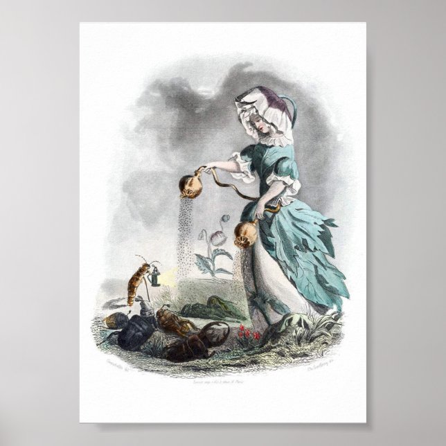 Póster Flores personificadas -amapola (Frente)