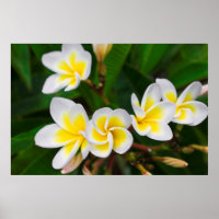 Flores plumerias cerca, Hawaii