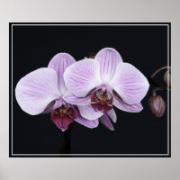 Flores posters-orquídeas