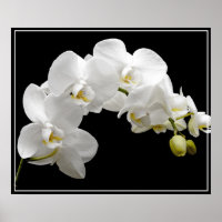 Flores posters-orquídeas