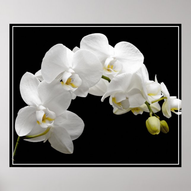 Póster Flores posters-orquídeas (Frente)