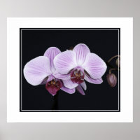 Flores posters-orquídeas