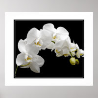 Flores posters-orquídeas