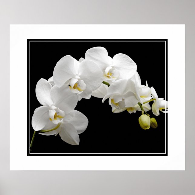 Póster Flores posters-orquídeas (Frente)