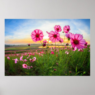 Póster Flores Provincia de Chiang Rai, Tailandia