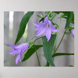 Póster Flores puras delgadas