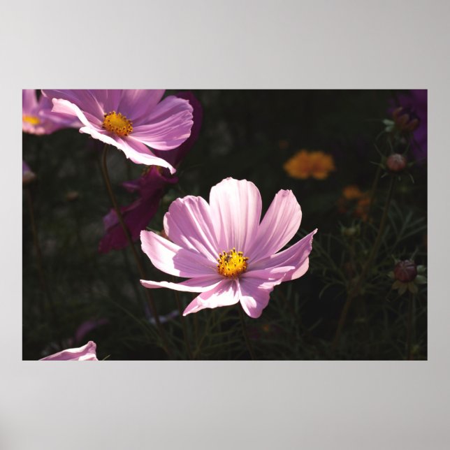 PÓSTER FLORES PURPLE PETALED (Frente)