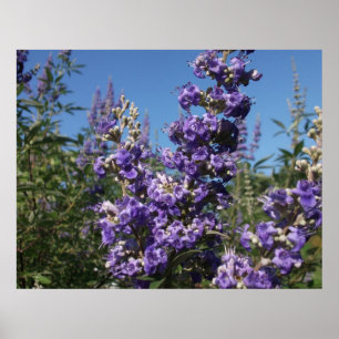 Póster Flores púrpura de árbol de casta
