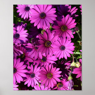 Póster Flores púrpura de osteospermum