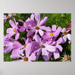 Póster flores púrpuras al sol