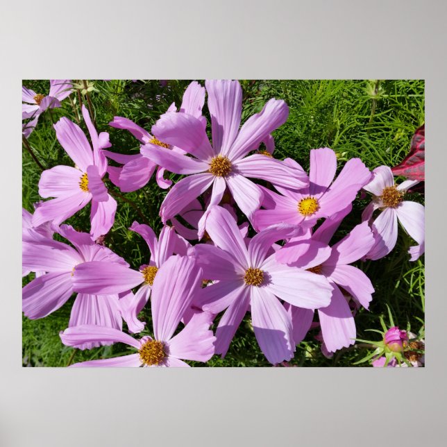 Póster flores púrpuras al sol (Frente)