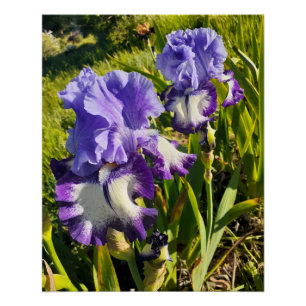 Póster Flores púrpuras Floral Iris Irises Día de la Madre