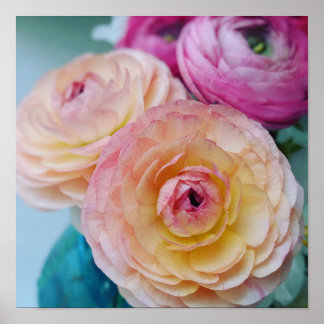 Póster Flores Ranunculus arcoiris