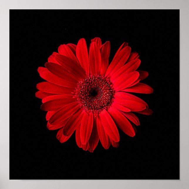 Póster Flores | Red Gerbera Daisy (Frente)