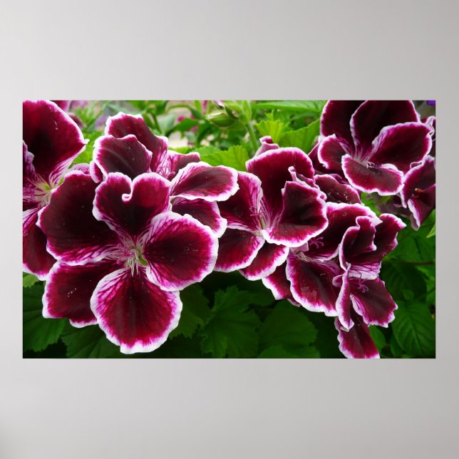 Póster Flores Regal Geranium Elegante Maroon Floral Lugga (Frente)